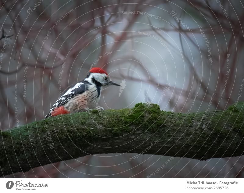 Specht in der Dämmerung Natur Pflanze Tier Sonnenlicht Herbst Baum Sträucher Wildtier Vogel Tiergesicht Flügel Krallen Mittelspecht Buntspecht Feder Schnabel 1