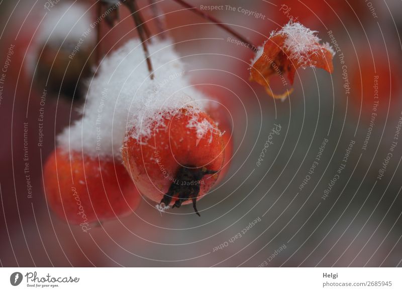 Nahaufnahme von Zieräpfeln mit Schneehäubchen Frucht Apfel Umwelt Natur Pflanze Winter Eis Frost Baum Apfelbaum Garten frieren hängen ästhetisch außergewöhnlich