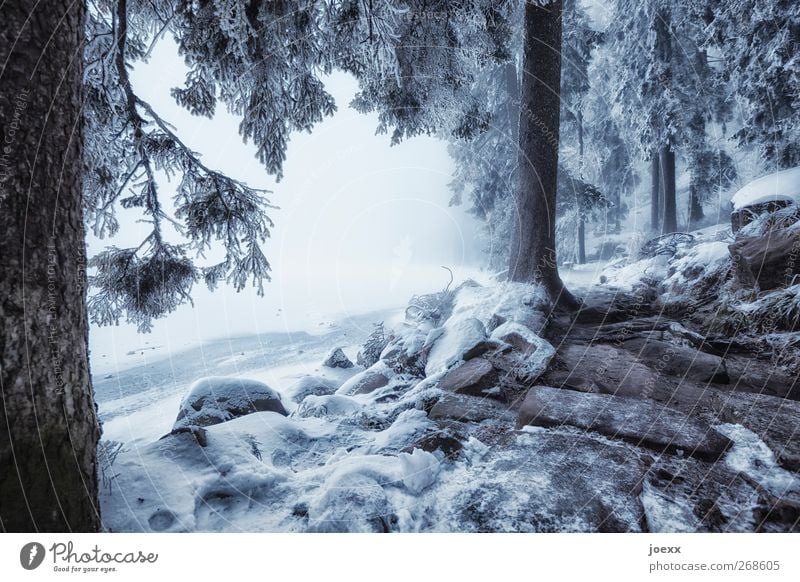 Licht und Schatten Winter Schnee Natur schlechtes Wetter Nebel Eis Frost Seeufer dunkel hell kalt blau schwarz weiß ruhig Idylle Klima Mummelsee fantastisch