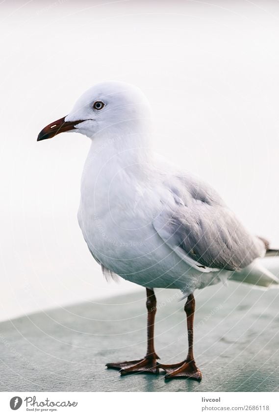 die moewe, australien Strand Meer Geldinstitut maskulin Natur Tier Sand Küste Wasserfahrzeug Vogel 1 Gelassenheit ruhig Möwe Gezeiten Licht Sidney Australien