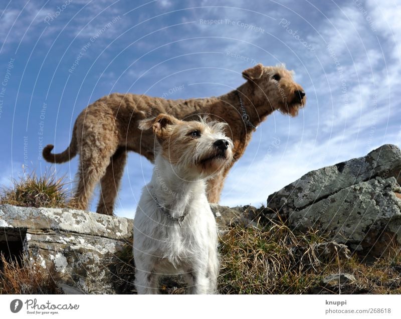 Instinct Natur Urelemente Himmel Sonnenlicht Sommer Schönes Wetter Gras Moos Felsen Tier Haustier Hund Tiergesicht 2 Tierjunges beobachten stehen warten