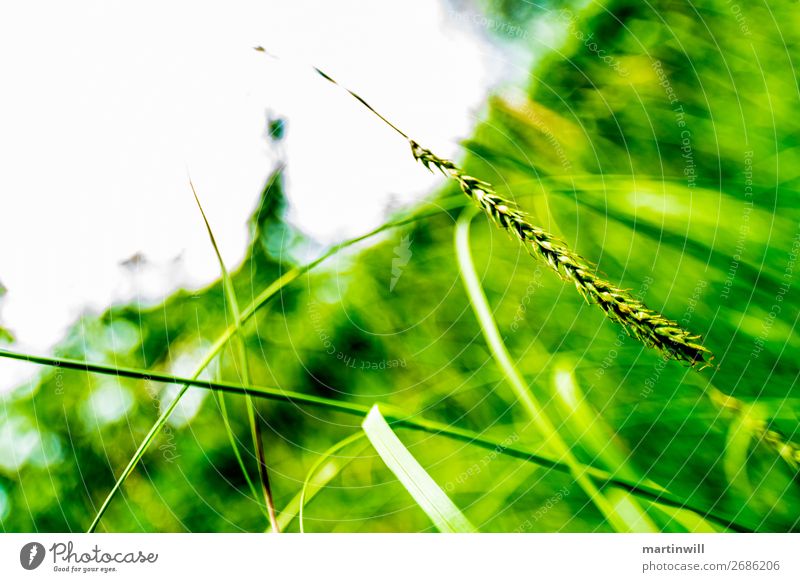 Gras im Gegenlicht Ferien & Urlaub & Reisen Tourismus Ausflug Natur Pflanze Garten ästhetisch schön grün Umwelt Unschärfe Halm Farbfoto Nahaufnahme Licht