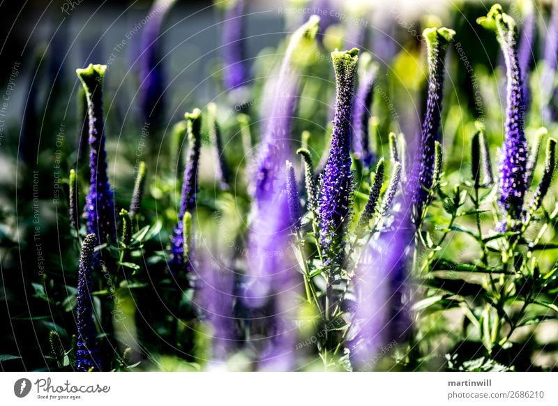 Unbekannte Schönheit / Orchidee exotisch Sommer wandern Natur Pflanze Blume schön Botanischer Garten Botanik Farbfoto Nahaufnahme Schwache Tiefenschärfe