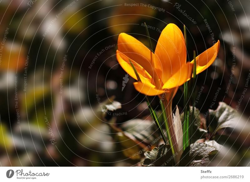 Goldener Krokus Frühlingskrokus Frühblüher Frühlingsblume Frühlingserwachen Gold-Krokus Crocus goldener Krokus blühende Frühlingsblume Frühlingsbote Blume Blüte