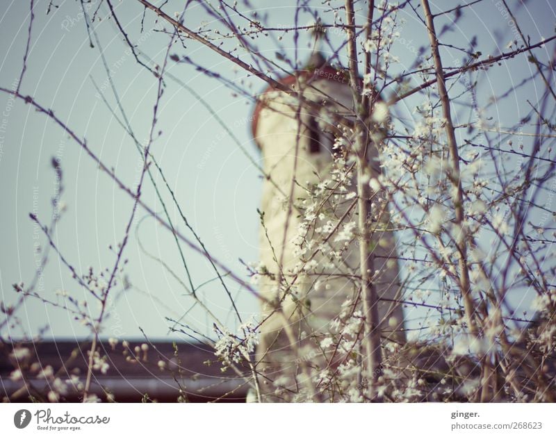 Rapunzel trifft Dornröschen Umwelt Natur Wolkenloser Himmel Sonnenlicht Frühling Schönes Wetter Baum Sträucher Blüte Garten Menschenleer Burg oder Schloss Turm