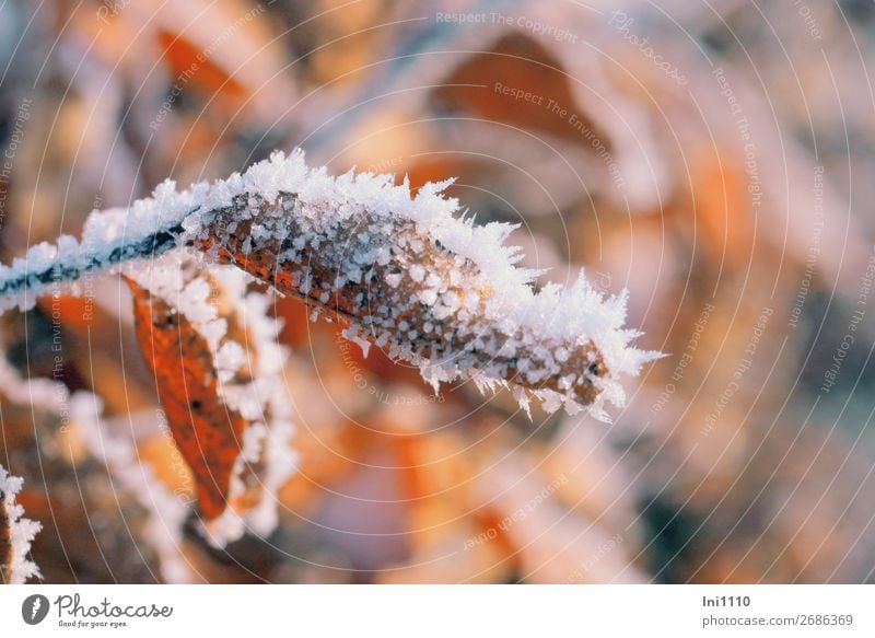 Blätter mit Raureif Natur Sonne Herbst Schönes Wetter Eis Frost Blatt Garten Park Wald braun gelb grau orange schwarz weiß Eiskristall Winterstimmung