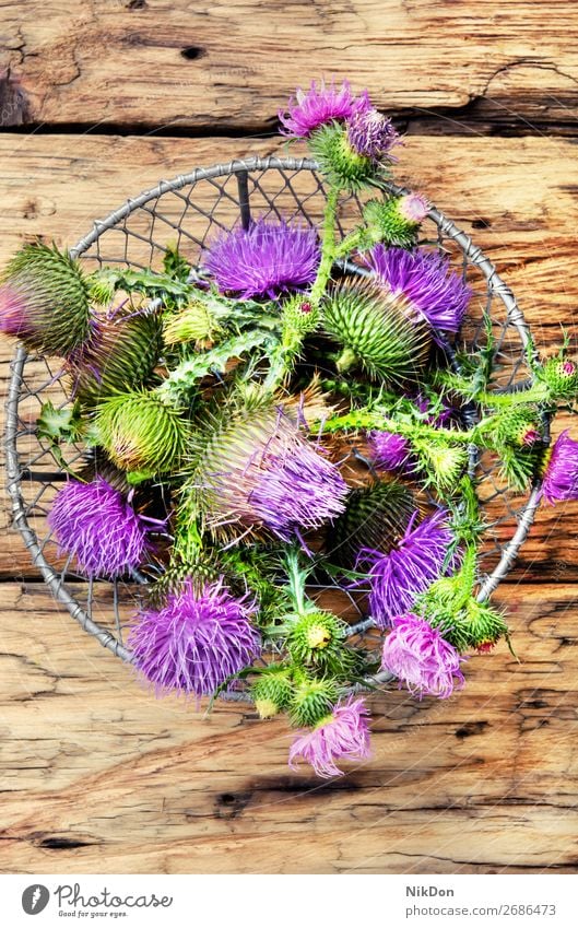 Mariendistel-Blüte Stachelige Kratzdistel Blume Kräuterbuch Silybum marianum Kraut Pflanze wild medizinisch Unkraut Blütenknospen Blütezeit alternativ Abhilfe