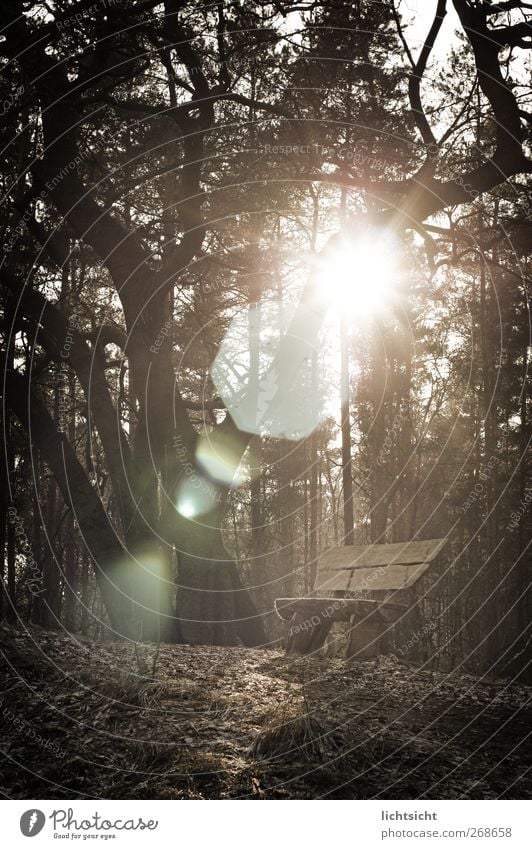 am Ziel der Reise Natur Landschaft Schönes Wetter Baum Wald Gipfel wandern braun Erholung Ewigkeit ruhig Blendenfleck Lichtspiel Lichterscheinung Lichtschein