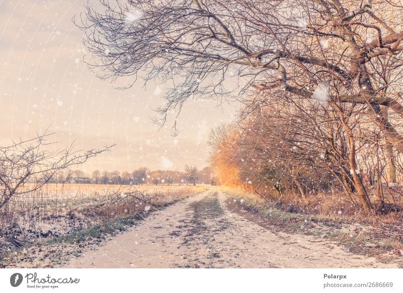 Schneefall auf einer Landstraße im Winter schön Ferien & Urlaub & Reisen Natur Landschaft Klima Wetter Baum Park Wald Straße Wege & Pfade blau braun gelb gold