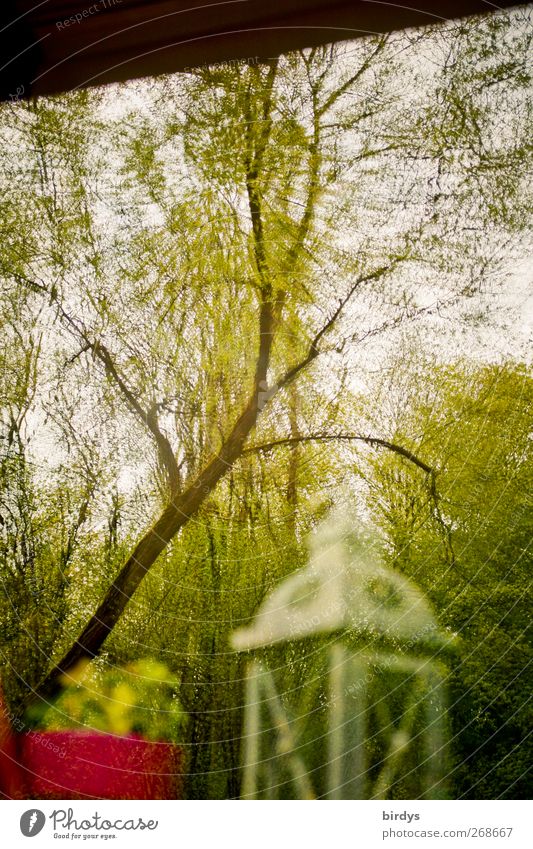 Verzerrte Wahrnehmung Dekoration & Verzierung Frühling Sommer Baum Fenster außergewöhnlich verrückt bizarr skurril Blumentopf Laterne Verzerrung Fensterscheibe