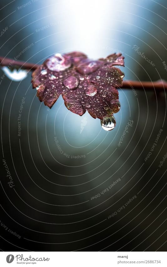 Nasser Herbst kann auch schön Leben ruhig Natur Wasser Wassertropfen schlechtes Wetter Pflanze Blatt Tropfen hängen leuchten Traurigkeit glänzend kalt nass