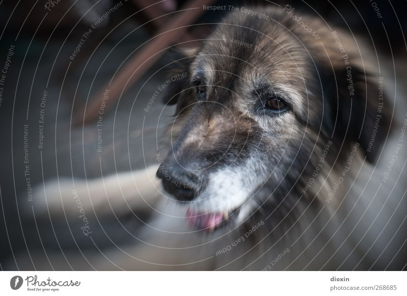 Gustava Tier Haustier Hund Tiergesicht Fell Hundeschnauze Schäferhund 1 liegen schön kuschlig Freundschaft zutraulich Treue Farbfoto Außenaufnahme Tag Unschärfe