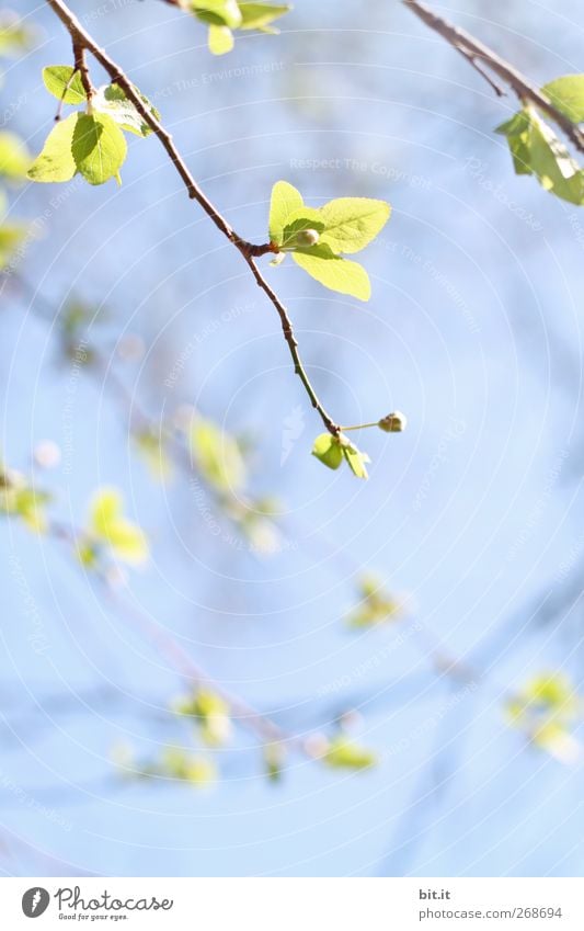 mal alles hängen lassen... Erholung ruhig Valentinstag Muttertag Hochzeit Geburtstag Taufe Natur Pflanze Wolkenloser Himmel Frühling Sommer Klima Schönes Wetter