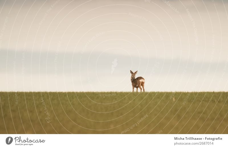 Reh am Horizont Umwelt Natur Landschaft Tier Himmel Sonnenlicht Schönes Wetter Feld Wildtier Tiergesicht Fell 1 beobachten Blick stehen Ferne natürlich blau