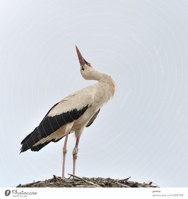 Storch guck in die Luft Umwelt Natur Tier Wildtier Vogel 1 grau schwarz weiß Storchendorf Linum Weißstorch stehen Farbfoto Außenaufnahme Textfreiraum oben Tag