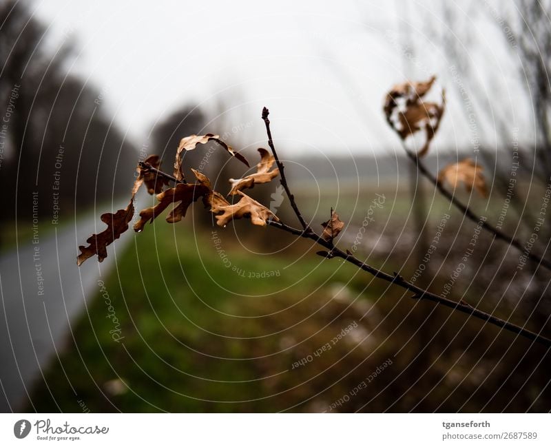 alte Eichenblätter Umwelt Natur Pflanze Baum Blatt Feld trist Gefühle Stimmung Traurigkeit Trauer Sehnsucht Angst Zukunftsangst Verzweiflung Einsamkeit