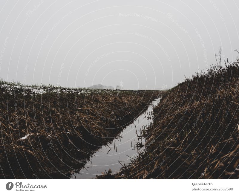 Graben Winter Schnee Umwelt Natur Landschaft Pflanze Erde Wasser Himmel Herbst Wetter Nebel Gras Wildpflanze Bach Heede Deutschland authentisch dreckig Gefühle