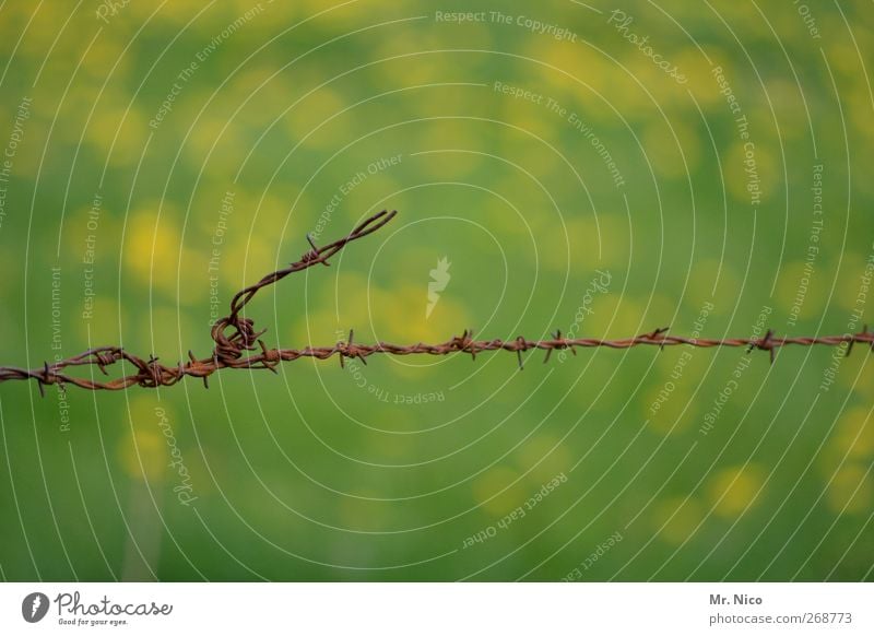 no way Umwelt Natur Pflanze Gras Grünpflanze Nutzpflanze Garten Wiese Feld stachelig gelb grün Stacheldraht Stacheldrahtzaun Begrenzung Rost Weidezaun Freiheit