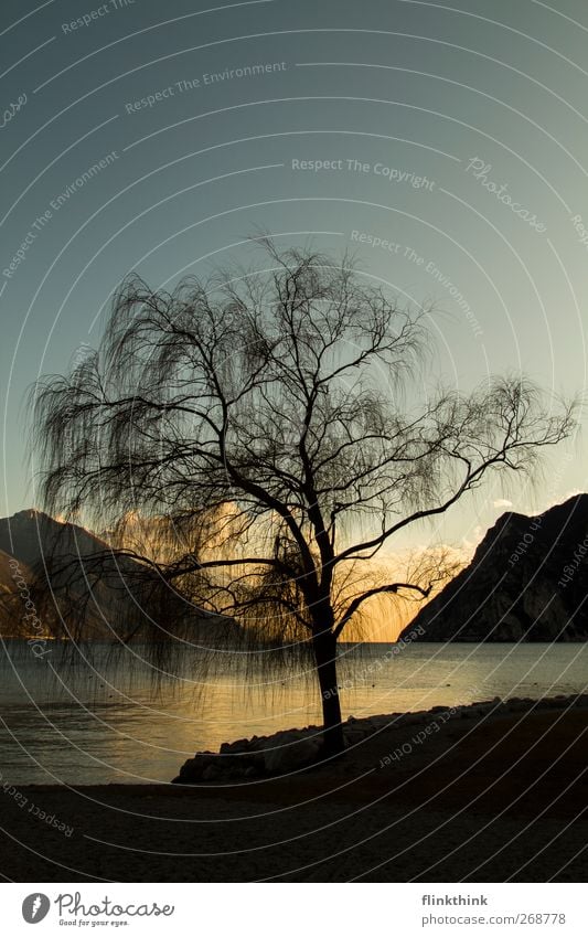 Baum am See Umwelt Natur Landschaft Wasser Himmel Wolken Sonne Sonnenaufgang Sonnenuntergang Sonnenlicht Frühling Sommer Schönes Wetter Park Hügel Felsen