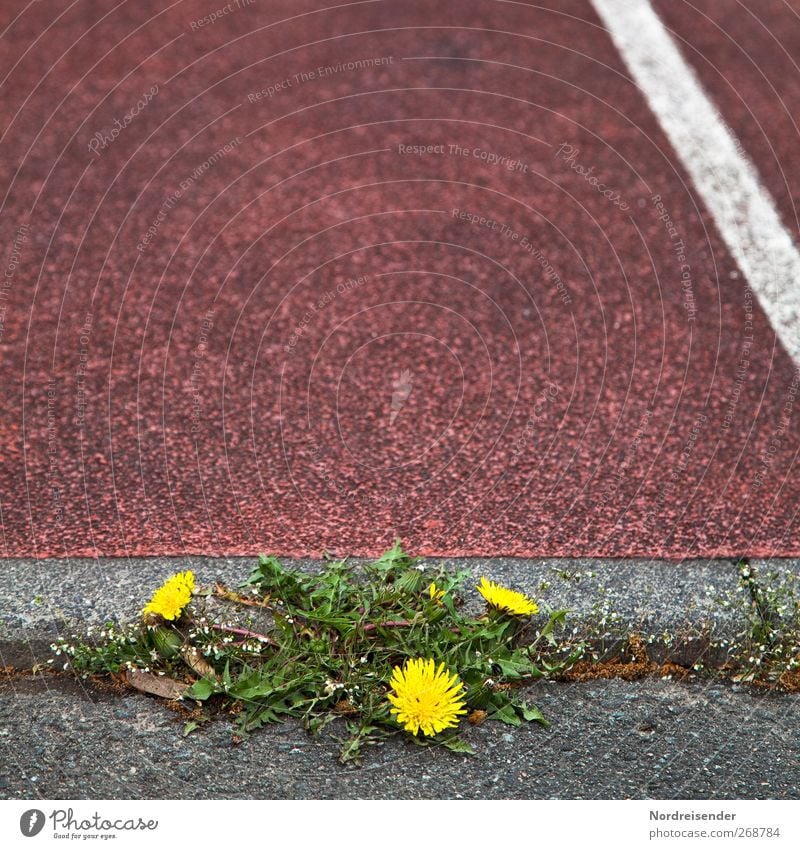 Durchsetzungsvermögen Kräuter & Gewürze Leichtathletik Sportstätten Stadion Rennbahn Natur Pflanze Frühling Platz Straße Wege & Pfade Linie Schnur Fitness