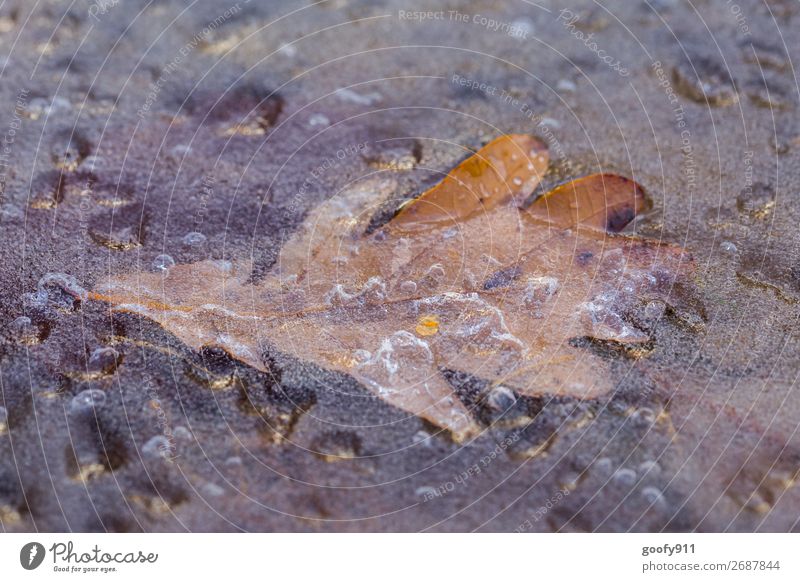 Eingefroren Winter Umwelt Natur Pflanze Tier Wasser Eis Frost Blatt fest nass natürlich schön kalt Klima Farbfoto mehrfarbig Außenaufnahme Nahaufnahme