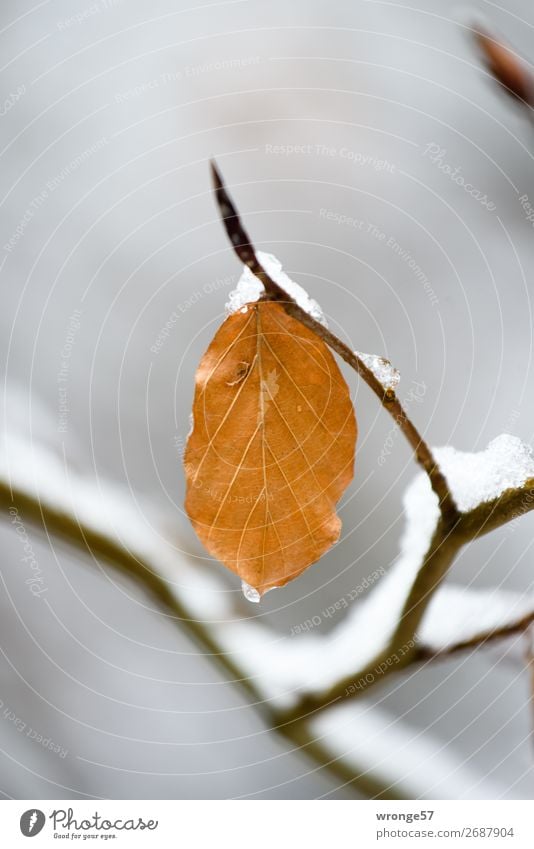 Erster Schnee Pflanze Winter Blatt Wald braun grau schwarz Frost kalt Herbstlaub Winterstimmung Farbfoto Gedeckte Farben Außenaufnahme Nahaufnahme Menschenleer