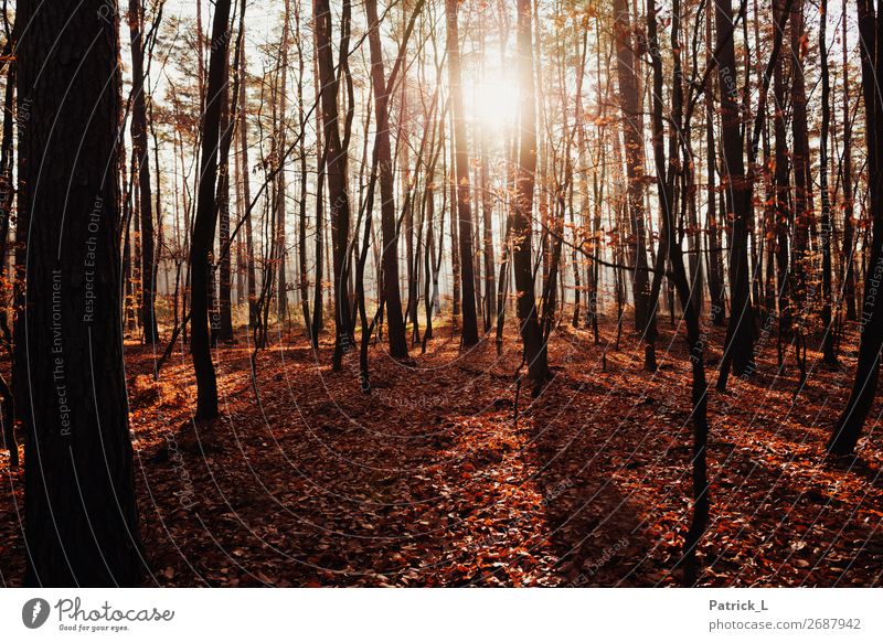 Herbstwald Natur Pflanze Klimawandel Schönes Wetter Baum Sträucher Blatt Grünpflanze Wildpflanze Laubwald Laubbaum Wald Mischwald Jagd Ferien & Urlaub & Reisen