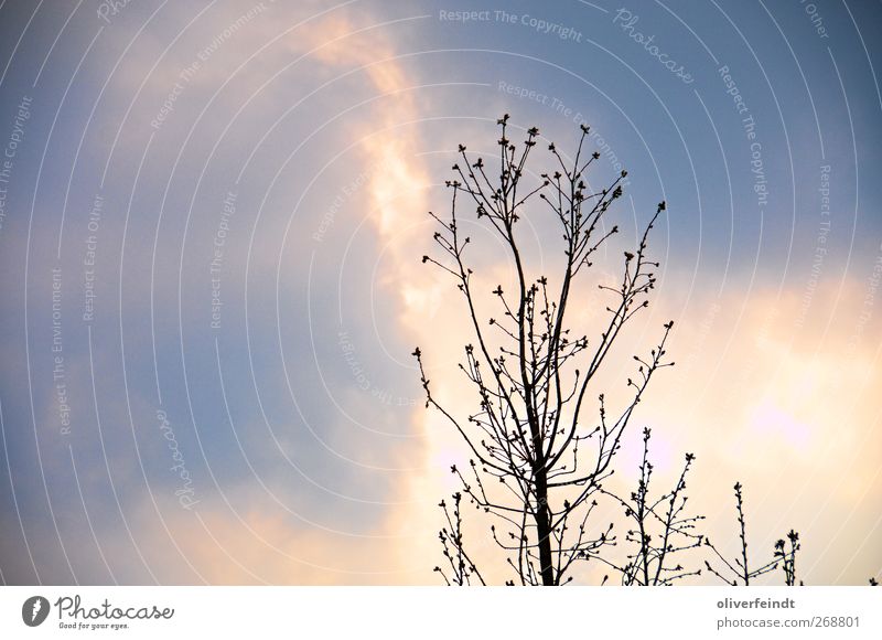 Feuer Natur Himmel Sonnenlicht Frühling Sommer Schönes Wetter Baum frisch natürlich positiv schön blau weiß Stimmung Frühlingsgefühle erleben