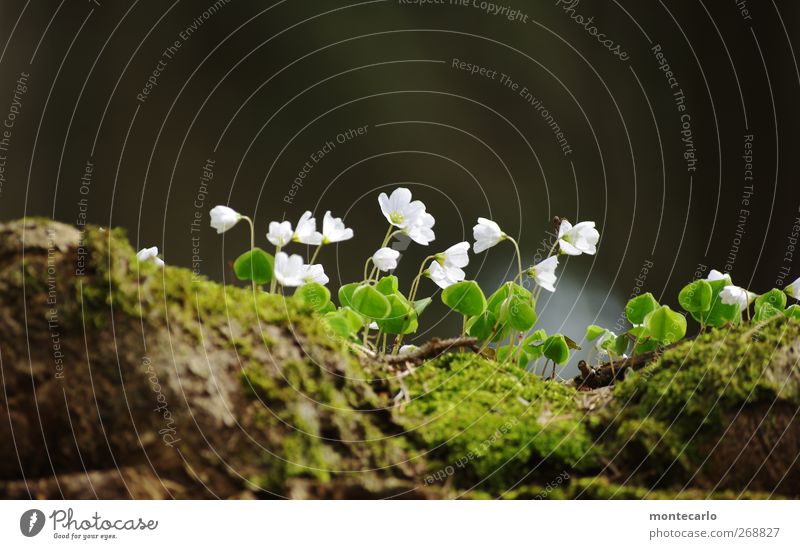 Glücksklee zum Geburtstag von sally2001 Umwelt Natur Pflanze Frühling Schönes Wetter Blüte Grünpflanze Wildpflanze Klee ästhetisch dünn authentisch einfach