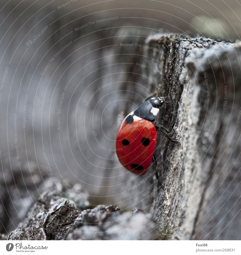 wo sind all die Blumen hin....? Natur Luft Frühling Baum Käfer Marienkäfer 1 Tier Holz Unendlichkeit natürlich rot schwarz weiß Bewegung Energie Erholung