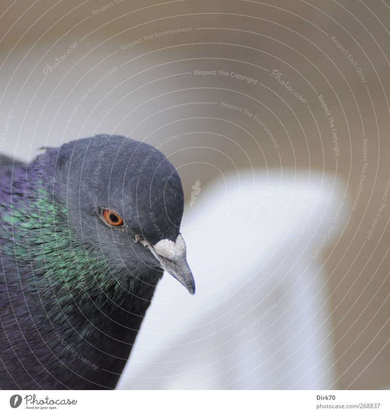 Skeptiker der Lüfte Garten Park Bank Parkbank Tier Wildtier Vogel Taube Tiergesicht Haustaube 1 beobachten Blick warten glänzend Neugier klug wild braun grau