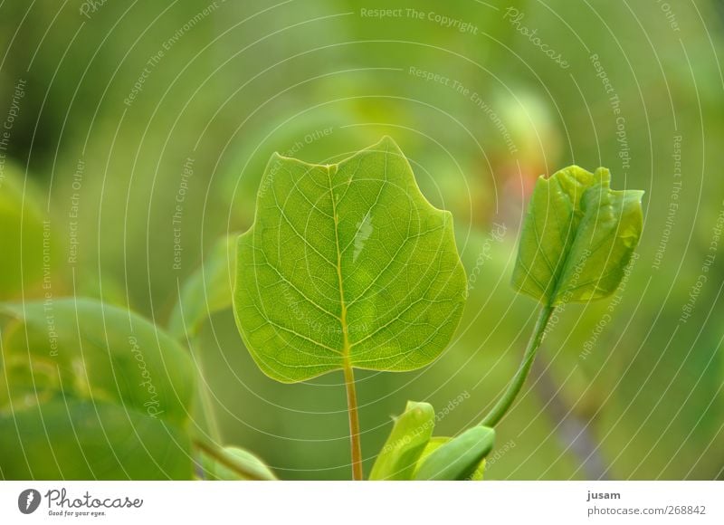 leaf of life Umwelt Natur Pflanze Blatt Grünpflanze hell natürlich saftig grün frisch Blattgrün Blattadern Farbfoto Außenaufnahme Detailaufnahme