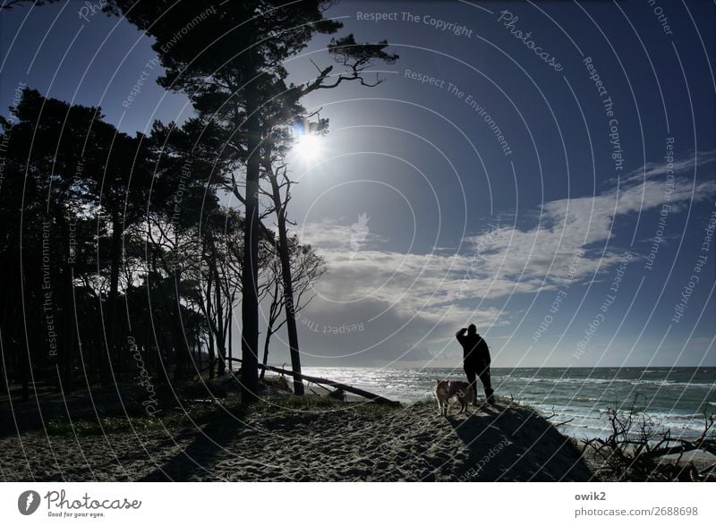 Sigismund Rüstig Mann Erwachsene 1 Mensch Umwelt Natur Landschaft Pflanze Himmel Wolken Horizont Sonne Schönes Wetter Baum Küste Ostsee Weststrand Hund Tier