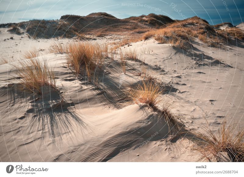 Sand und Gräser Umwelt Natur Landschaft Pflanze Luft Himmel Wolken Horizont Herbst Schönes Wetter Wind Sträucher Hügel Wüste Slowinski Nationalpark Polen