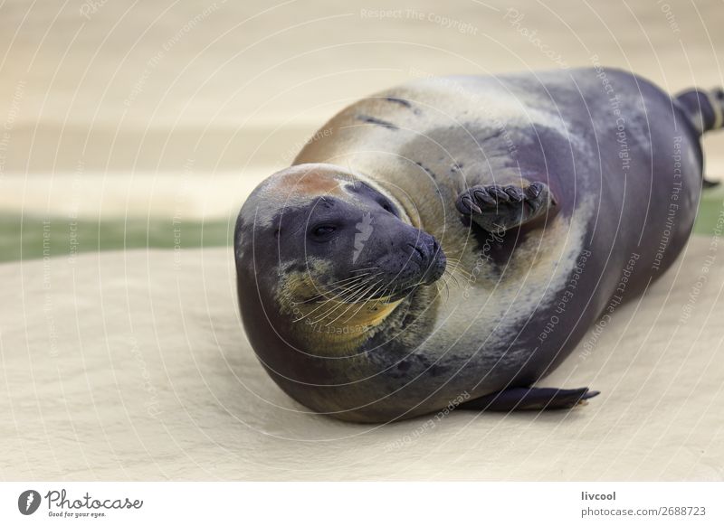 Seehundgruß im Aquarium Museum Natur Tier Sand Küste Oberlippenbart 1 dick lustig natürlich blau Fröhlichkeit Gelassenheit Fisch Frankreich Europa Biarritz