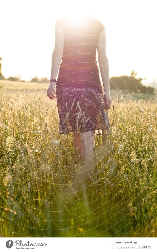 kopflos. feminin Junge Frau Jugendliche Körper 1 Mensch 18-30 Jahre Erwachsene Natur Sonnenaufgang Sonnenuntergang Sonnenlicht Sommer Schönes Wetter Pflanze