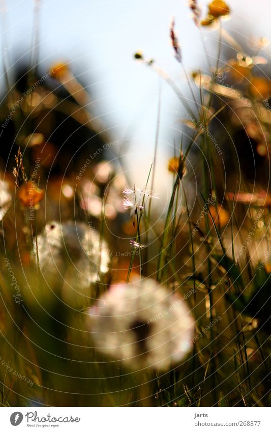 frühlingswiese Natur Landschaft Frühling Sommer Schönes Wetter Pflanze Blume Gras Sträucher Blatt Blüte Grünpflanze Wildpflanze Wiese einfach frisch natürlich