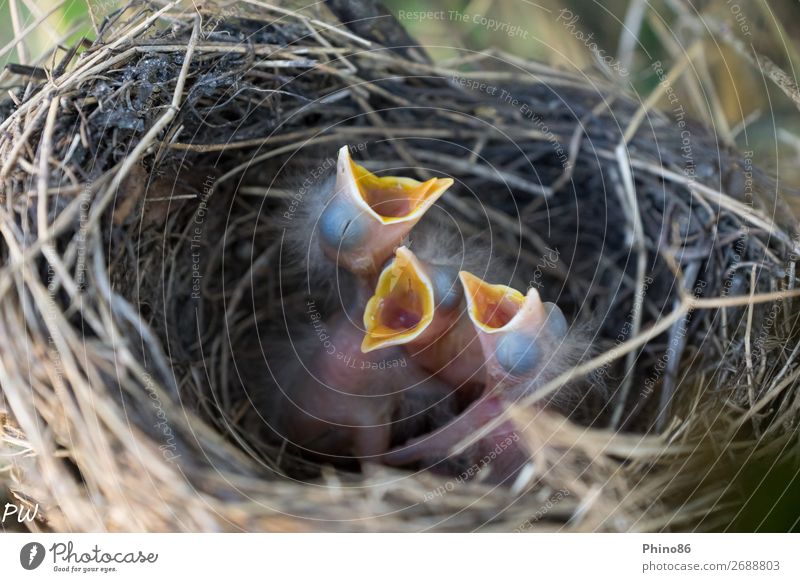 Wer schreit lauter? Natur Garten Dorf Wildtier Vogel 3 Tier Tierjunges füttern schreien Wachstum warten authentisch klein nackt niedlich Lebensfreude