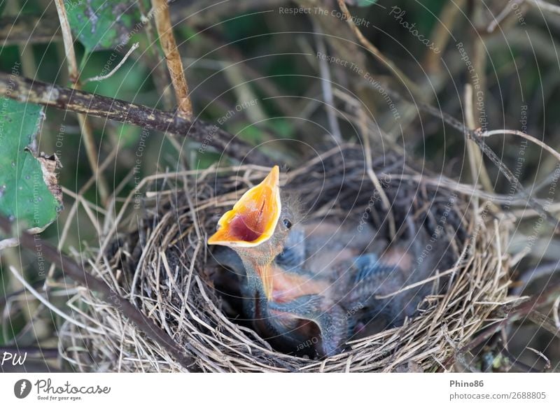 Schreihals Natur Garten Dorf Vogel 1 Tier Tierjunges füttern schreien Wachstum authentisch klein natürlich Lebensfreude Geborgenheit Tierliebe erleben Umwelt