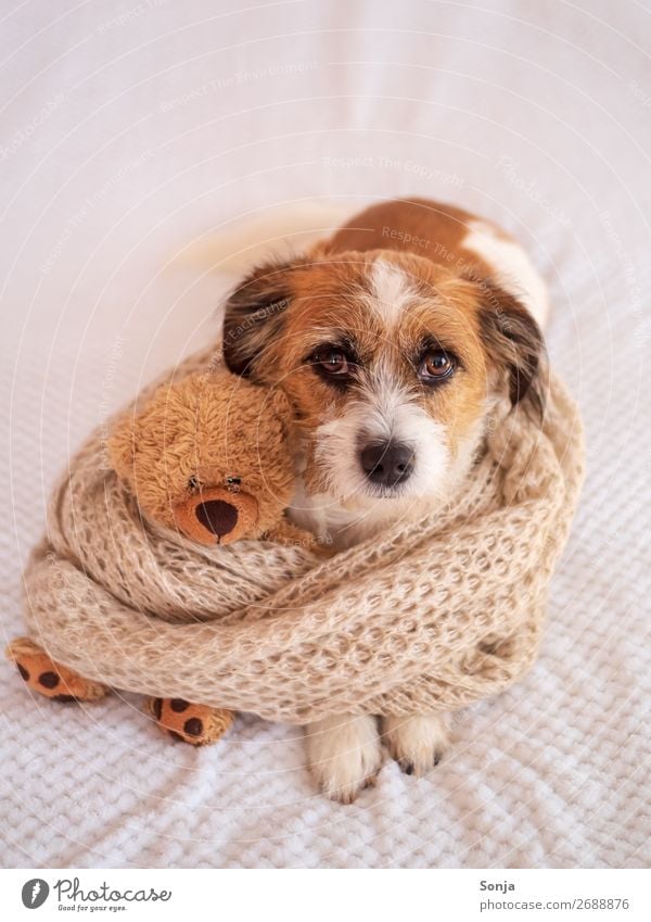 Kleiner Hund mit einem Teddybär auf einer weißen Decke Tier Haustier 1 Spielzeug Schal Liebe liegen schön Kitsch Glück Vertrauen Warmherzigkeit Tierliebe