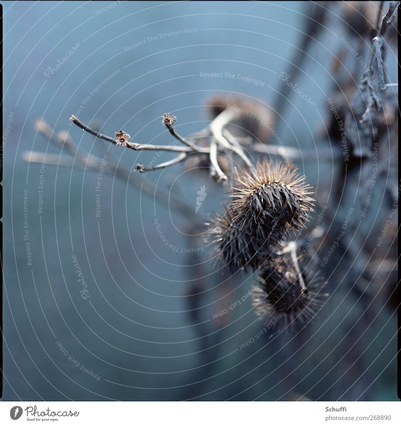 Vorsicht, stachelig! Natur Pflanze Tier Aggression Stachel Distel Distelblüte Farbfoto Außenaufnahme Nahaufnahme Detailaufnahme Makroaufnahme Menschenleer Tag