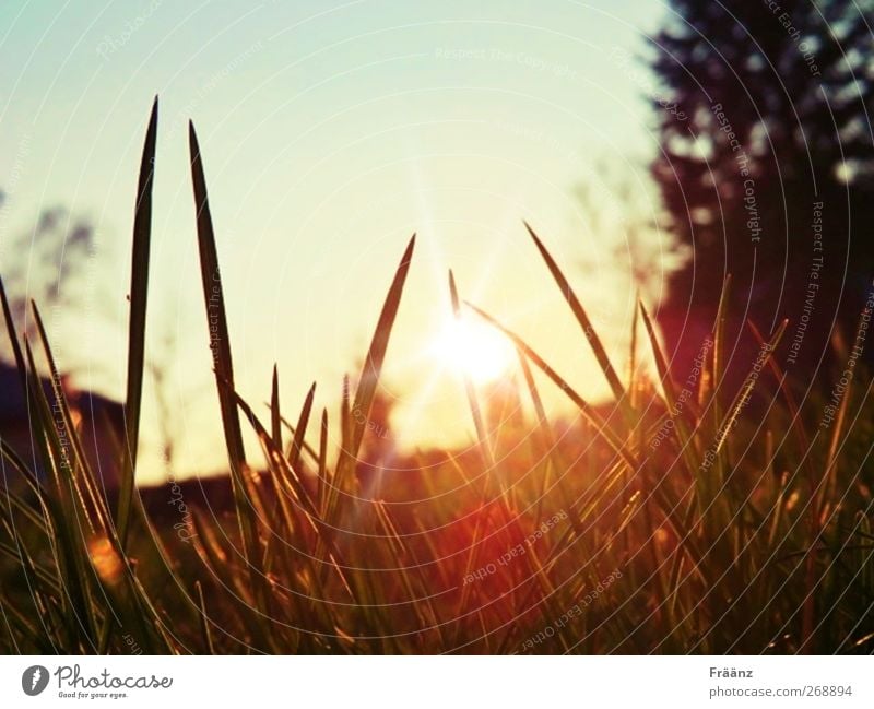 the sunset Natur Landschaft Himmel Sonne Sonnenaufgang Sonnenuntergang Sonnenlicht Frühling Schönes Wetter Gras Garten Denken genießen Blick träumen verblüht