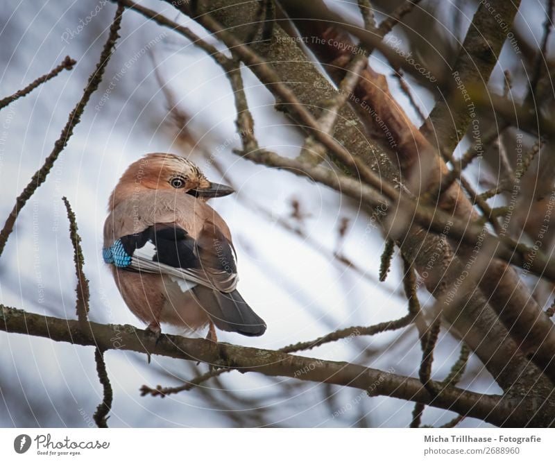 Eichelhäher schaut sich um Natur Tier Himmel Sonnenlicht Schönes Wetter Baum Ast Wildtier Vogel Tiergesicht Flügel Krallen Schnabel Auge Feder 1 beobachten