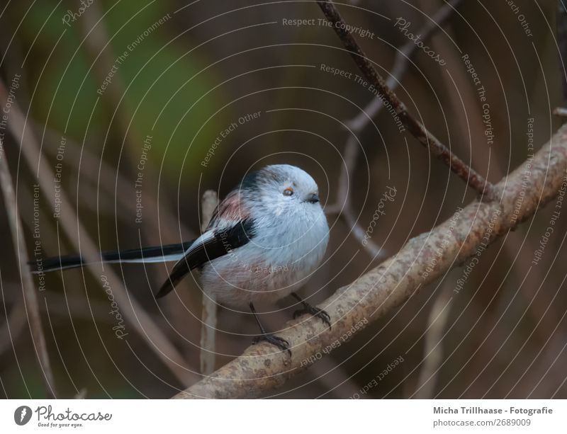 Schwanzmeise auf einem Ast Natur Tier Sonnenlicht Baum Vogel Tiergesicht Flügel Krallen Meisen Schnabel Feder 1 leuchten Blick dick klein nah niedlich rund