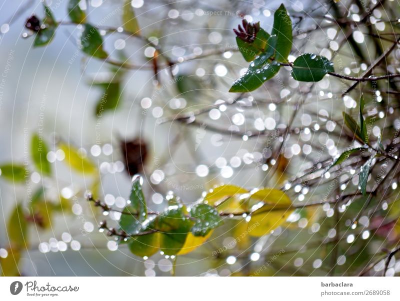 kalter Wintermorgen im Garten Natur Pflanze Wasser Himmel Klima Eis Frost Sträucher Tropfen leuchten hell viele grün weiß Stimmung Beginn bizarr Umwelt Farbfoto