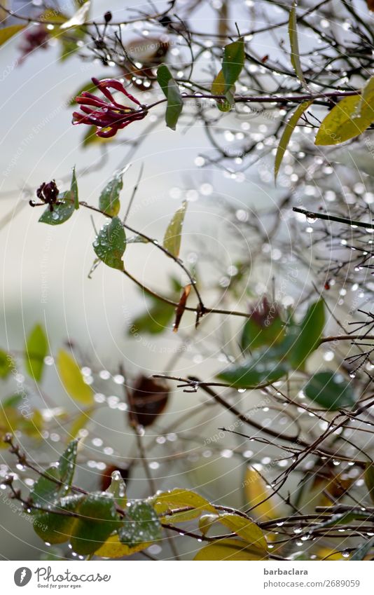 Taufrischer Morgen Natur Landschaft Pflanze Wassertropfen Himmel Sonnenlicht Klima Sträucher Blüte Garten Tropfen leuchten hell kalt viele Stimmung Beginn