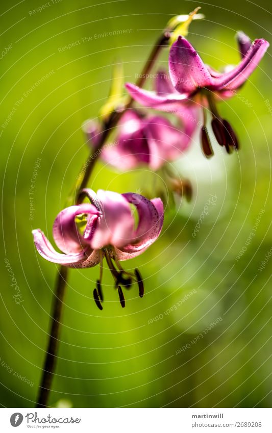 Türkenbund-Lilie - Lilium martagon mit grünem Bokeh Stil Ferien & Urlaub & Reisen Tourismus Natur Pflanze Blume Blüte Türkenbundlilie Lilien Lilienblüte