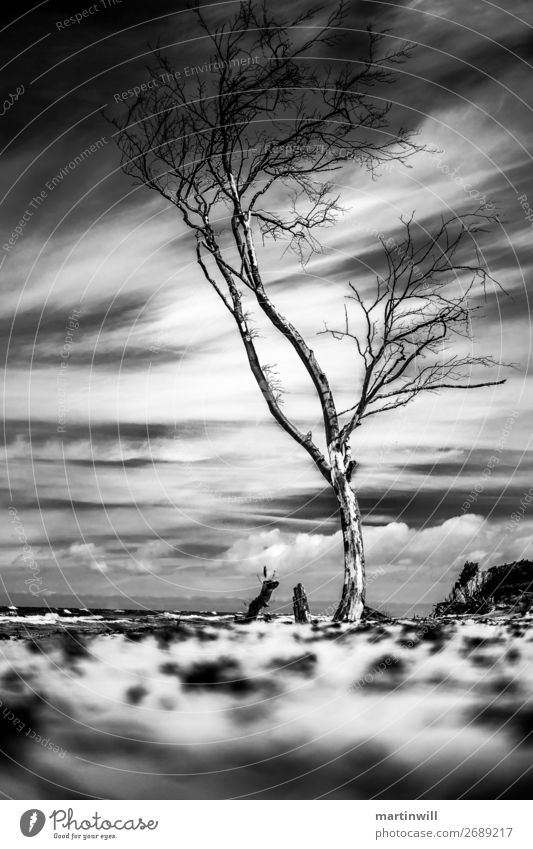 Kahler Baum am Darß Strand bei Zingst / Ostsee Ferien & Urlaub & Reisen Tourismus Ausflug Sommerurlaub Natur Landschaft Sand Wolken Prerow wandern alt