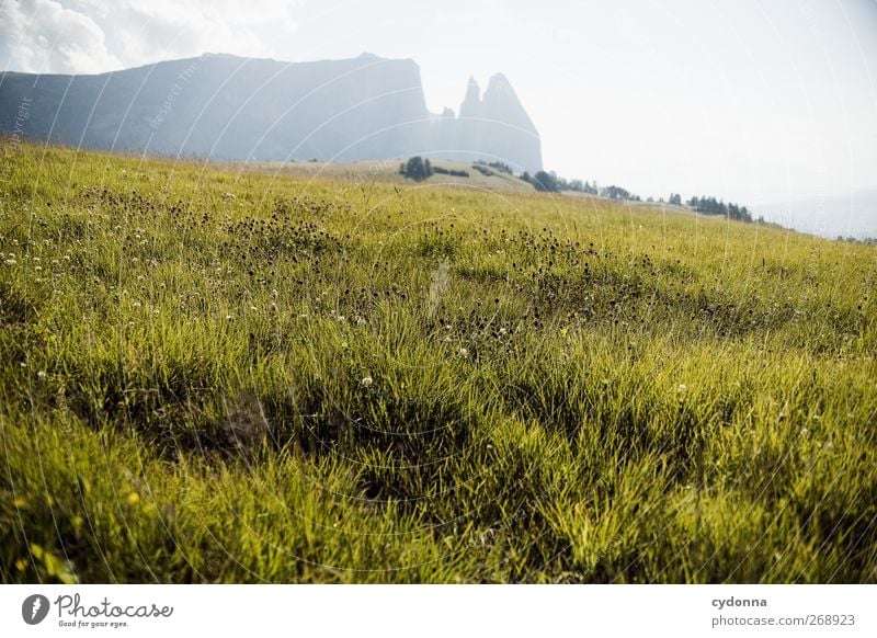 Schlern in der Abendsonne harmonisch Wohlgefühl Erholung ruhig Ferien & Urlaub & Reisen Tourismus Ausflug Ferne wandern Umwelt Natur Landschaft Sommer