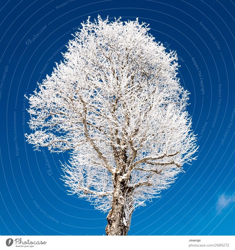 Baum vereist Natur Wolkenloser Himmel Winter Eis Frost einfach kalt blau weiß Farbfoto Außenaufnahme Menschenleer Freisteller Hintergrund neutral